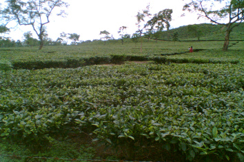 Bongaigaon Tea Estate